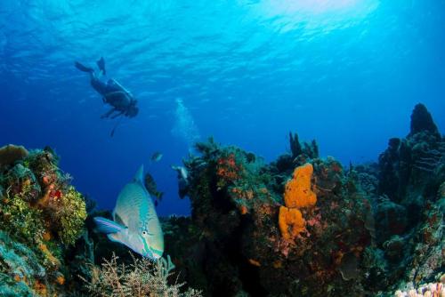 Aqua dive