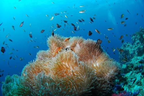 Corail poisson