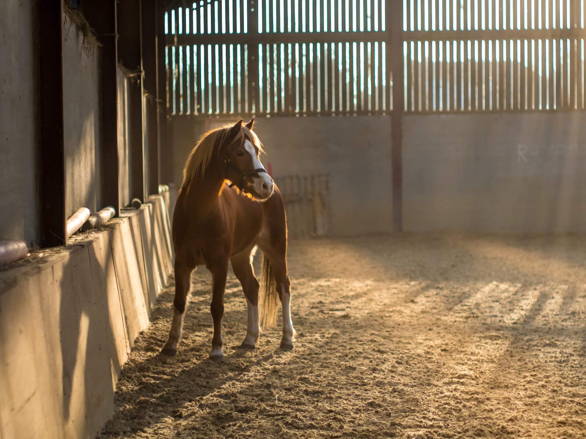 Manege centre equestre
