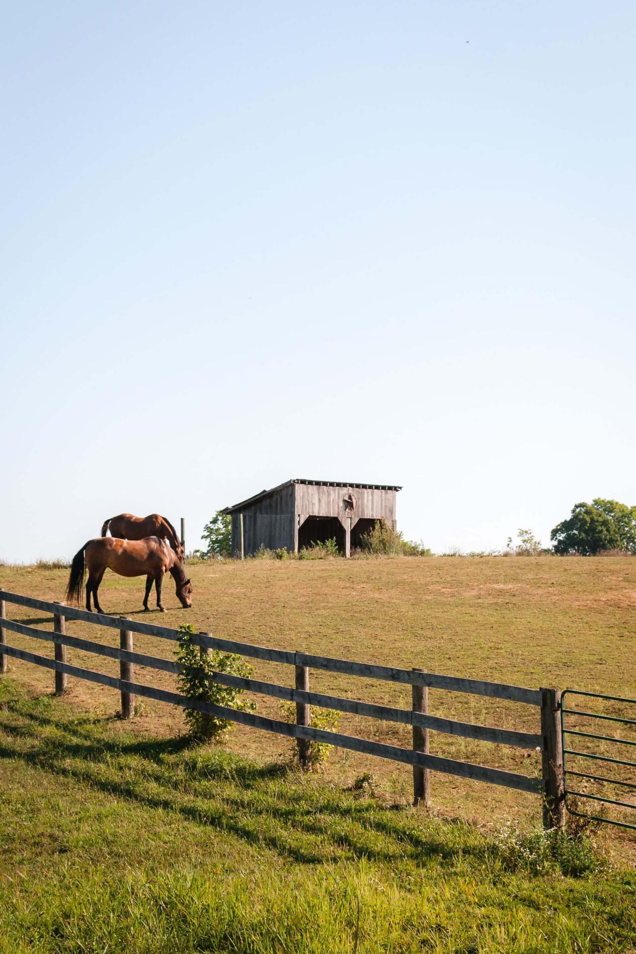 Pature centre equestre